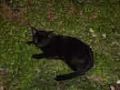 This is the cat which I named Salem. I am Sabrina after all :-)